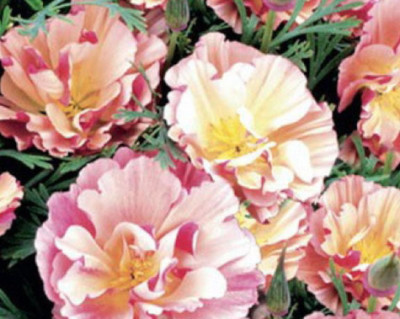 Эшшольция Яблоневый цвет 0,5г