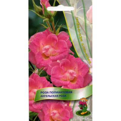 Роза Ангельская роза 5шт