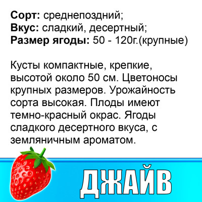 Земляника (Клубника) Джайв в стаканчике