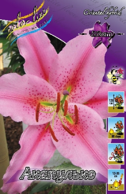 Лилия Акапулько (1шт) 238