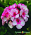 Пеларгония Герань Звезда Подмосковья + 782571