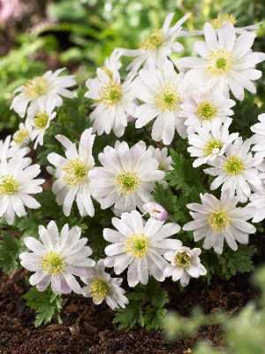 Анемона Уайт Сплендор (10шт) 180