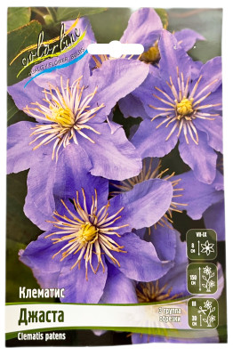 Клематис ДЖАСТА (3 группа обрезки)