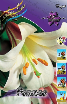 Лилия Регале (1шт) 292