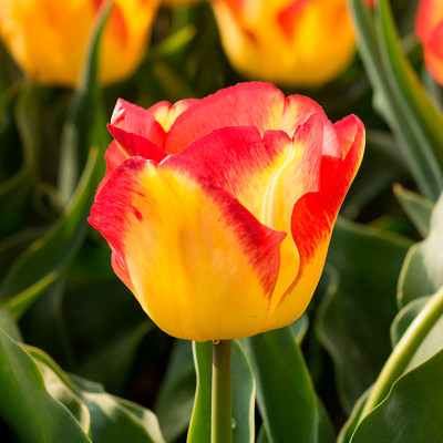 Тюльпан Кейп Таун (1шт)