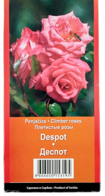 Плетистая роза ДЕСПОТ DESPOT