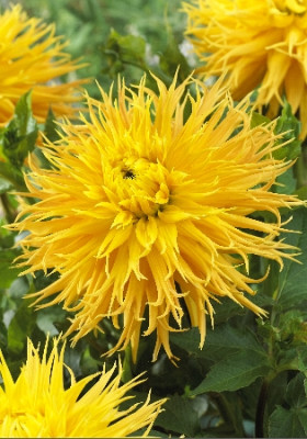 Георгина Энкор (1шт) 5424