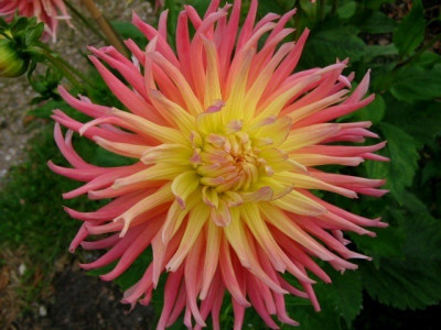 Георгин Альфред Грилль (1шт) 3564