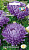 Астра Графиня (пионовидная, пурпурно-лиловая)