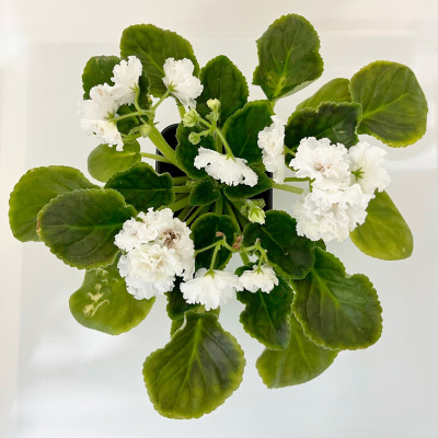 Фиалка саженцы микс