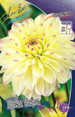 Георгин Лэйк Кери (1шт) 3980