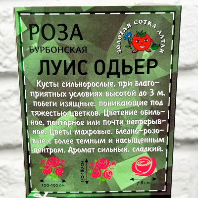 Роза бурбонская ЛУИС ОДЬЕР описание