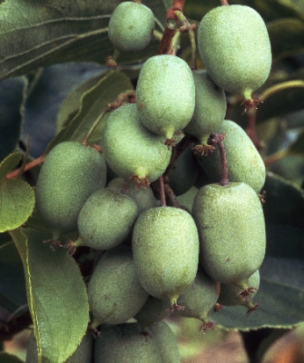 Актинидия аргута Иссаи 4893