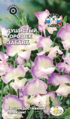 Душистый Горошек Забава (Мачмейкер, бело-лиловый)