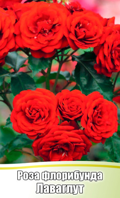 Роза Лаваглут флорибунда