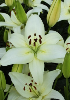 Лилия Нова Джой (1шт) 6259