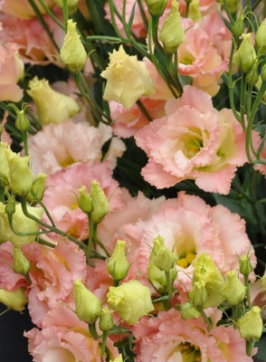 Эустома Эхо Шампань