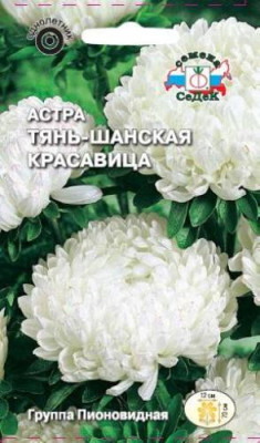 Астра Тянь-Шаньская Красавица (пионовидная, белая)