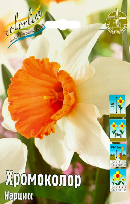 Нарцисс Хромоколор (1шт)