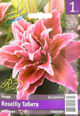 Лилия Табита (1шт)