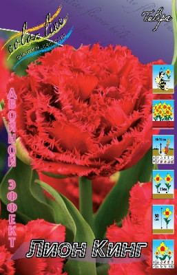 Тюльпан Лион Кинг (1шт) 893