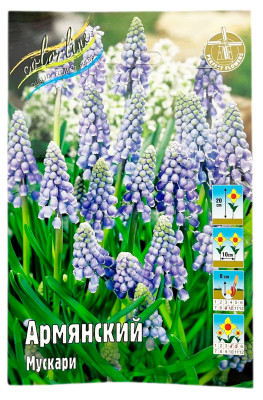Мускари Армянский