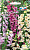 Наперстянка пурпурная Муза смесь