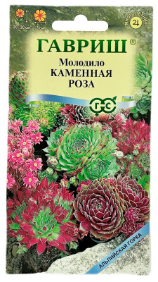 Молодило Каменная Роза ГАВРИШ