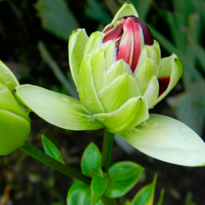 Лилия Мистери Дрим (1шт)