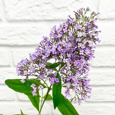 Буддлея Давида Гулливер (4)