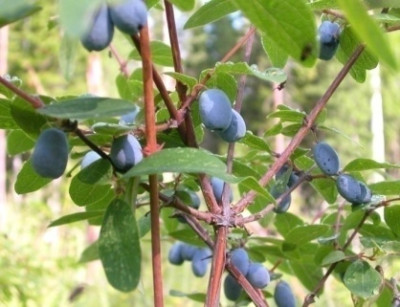 Жимолость Черничка 5057