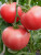 Томат Чепецкий F1 12шт