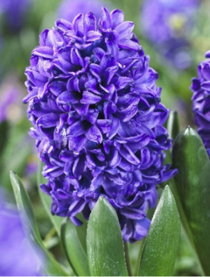 Гиацинт Блю Трофи (1шт) 7596