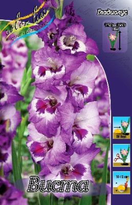 Гладиолус Виста (1шт)