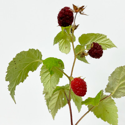 Малина Полька (3)