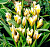 Тюльпан Литтл Стар (10шт)