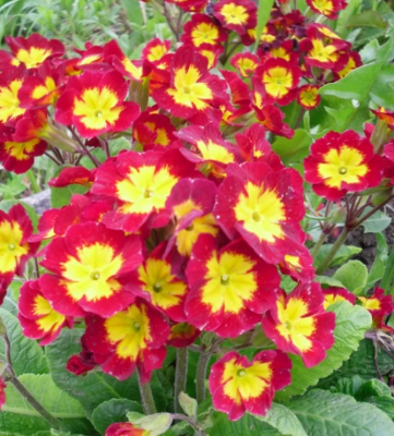 Примула Эрфуртские великаны 20шт.