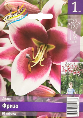 Лилия ФРИЗО ОТ гибрид