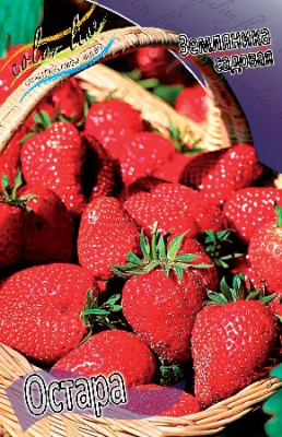 Земляника (Клубника) Остара (5 шт) 2171