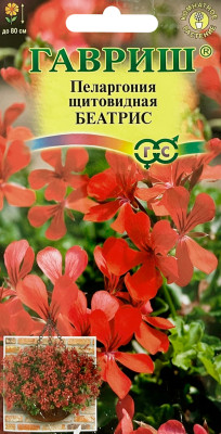 Пеларгония Беатрис, ампельная 3 шт