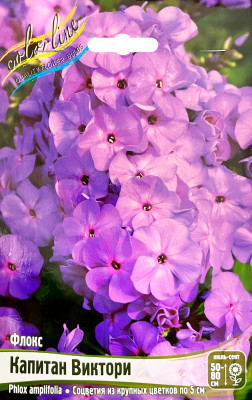 Флокс Капитан Виктори (2шт)_1