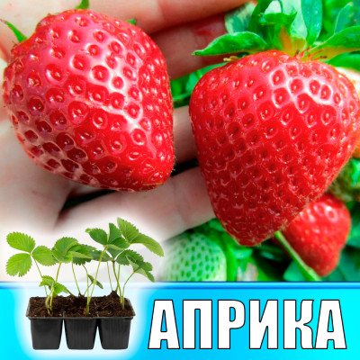Земляника (Клубника) Априка в кассете