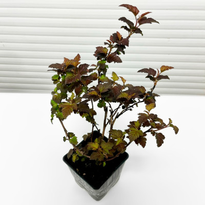 Пузыреплодник Амбер Юбилей (2)