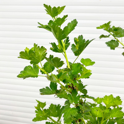 Крыжовник Родник (3)