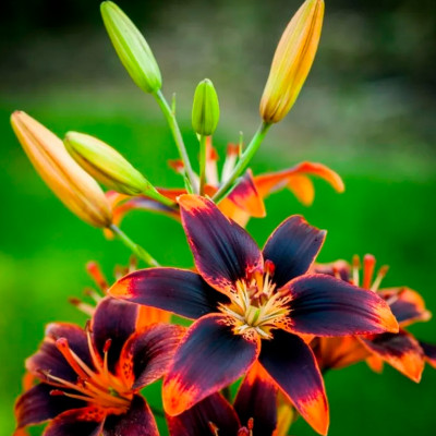 Лилия Фореве Сьюзан (1шт)