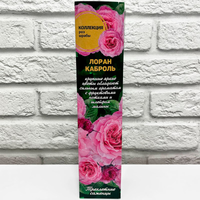 Роза шраб ЛОРАН КАБРОЛЬ