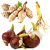 Цветы луковичные, клубневые, корневищные