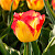 Тюльпан Кейп Таун (1шт)