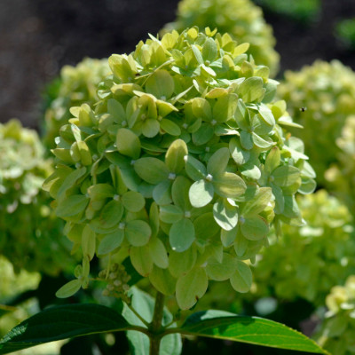 Гортензия метельчатая Гарден лайт Гринлайт (Р12)