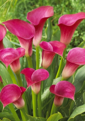 Калла Пинк Джюэл (1шт) 3568